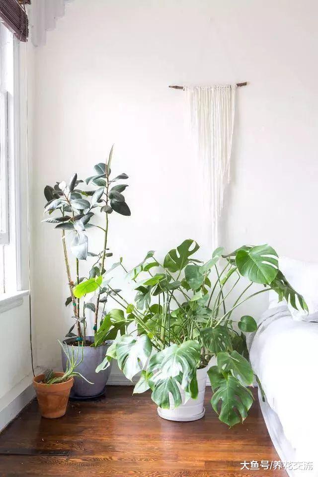 这几种植物都可以很好的改善室内的空气质量, 有助于吸收甲醛