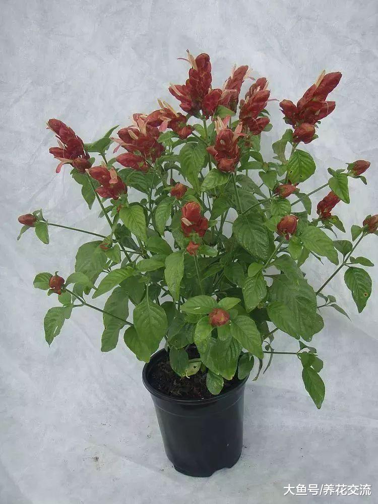 花朵长得像虾一般的虾衣花, 还有金黄色花苞的品种