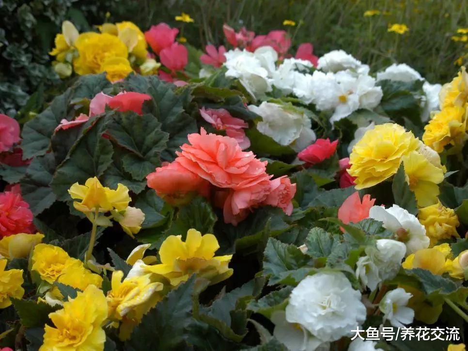 最常见的几种草本观赏盆栽小花, 适合养在有光照的阳台上