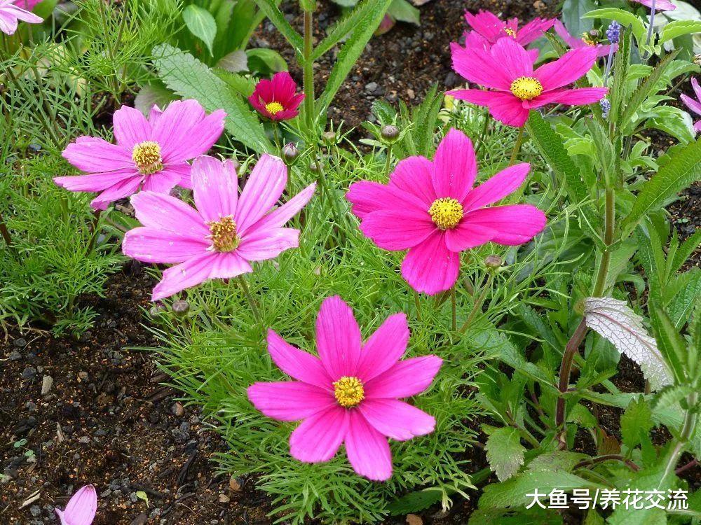 13种色彩特别艳丽的开花植物, 种满阳台能变成一片小花园