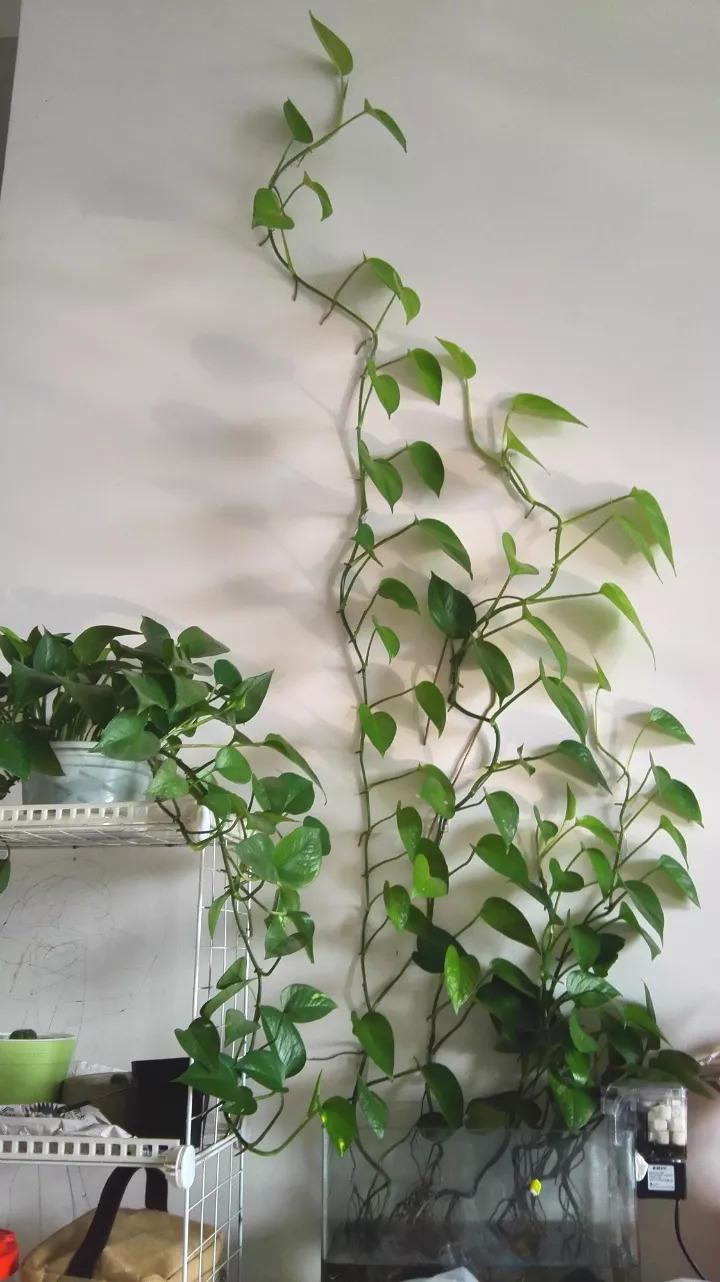 这20种花, 最适合扔水里养, 花一开就是好几个月!