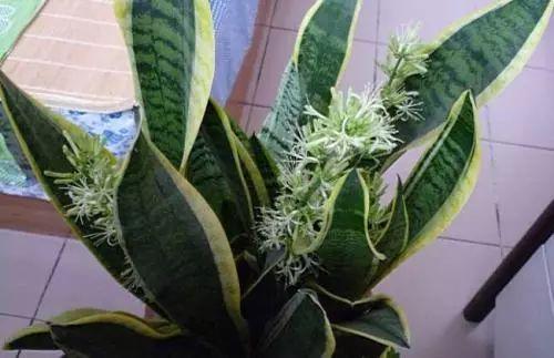 虎皮兰开花吗? 虎皮兰斑纹又有什么作用呢?