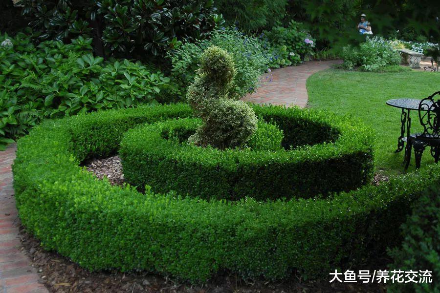 10种适合养在栅栏围墙上的爬藤开花植物, 把院子养成一片花海