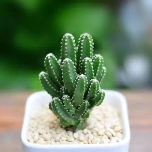 花盆、土壤、施肥? 这些新手该怎么操作挑选才对呢? 快来看看吧!