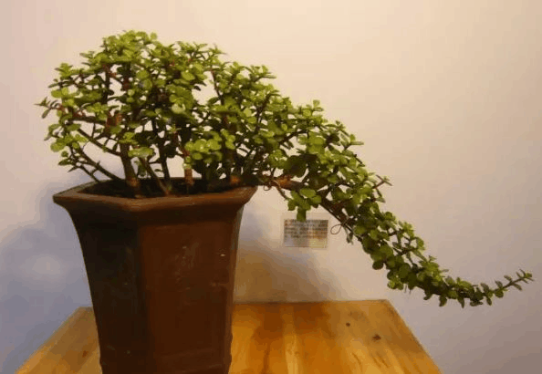 在冬天养“玉树”, 这3点注意着, 叶亮根壮, 不久成老桩!