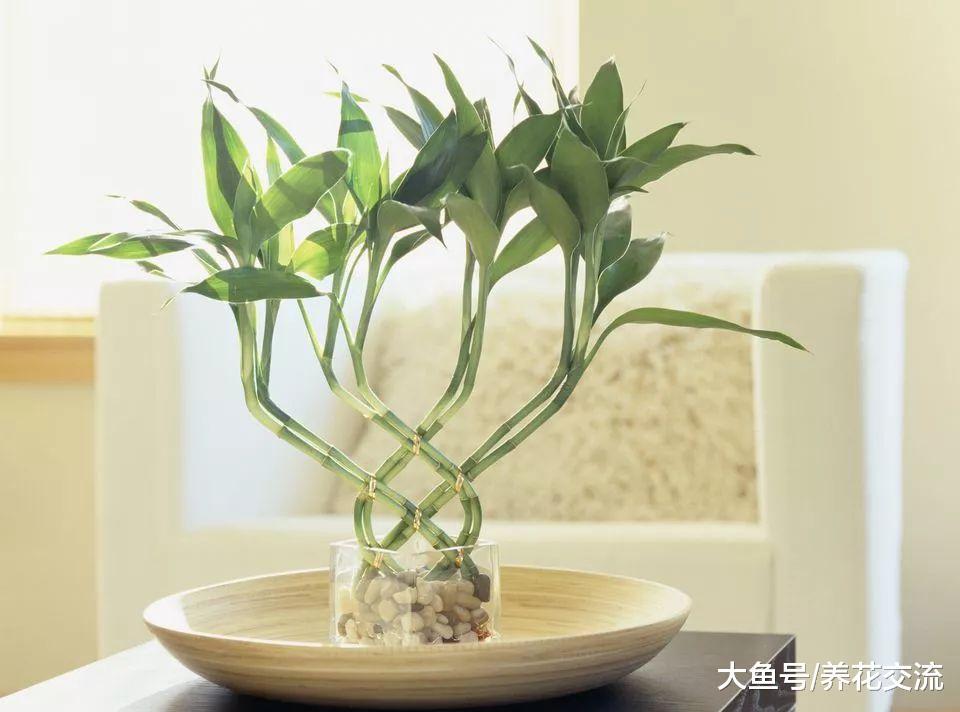 在低光照环境下不用经常管就能养活的8种植物, 养办公室正适合