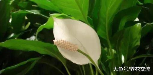 这些植物适合改善室内的空气质量, 可以在家里多种几盆