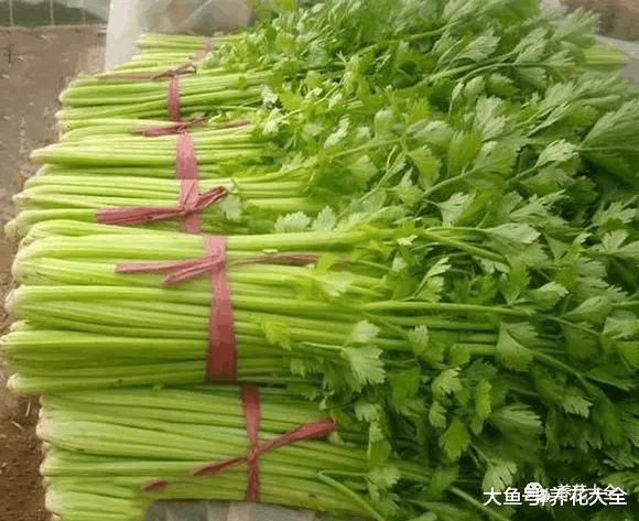 这些“毒草”酷似野菜, 不小心吃下去, 差点要了命!