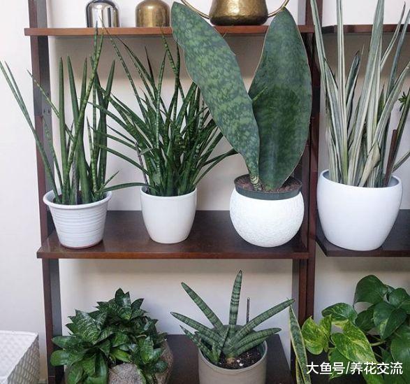 六种特别适合新手照顾的室内植物, 还能去掉家里的奇怪气味