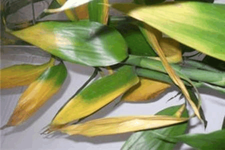 这4种花有“黄叶”, 别心疼, 直接全剪掉, 明年呼呼全蹿芽!