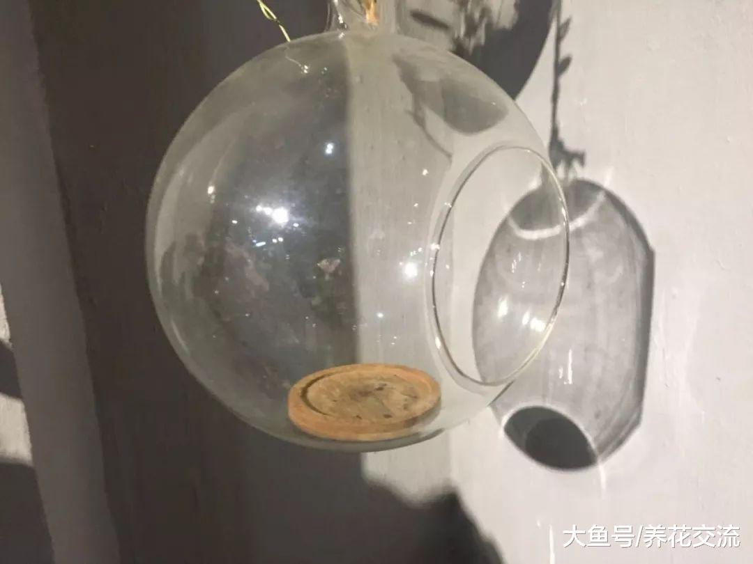 在废弃的玻璃瓶里也能种出一个迷你植物景观