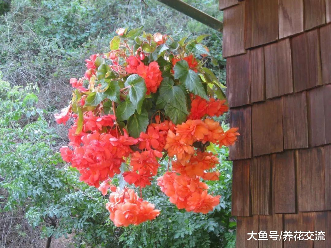 用这7种方法在室内养护秋海棠盆栽, 四季都可以保持开花
