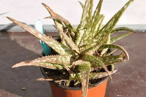 你还在给植株浇这2种水? 快停手, 怪不得总是黄叶长不高