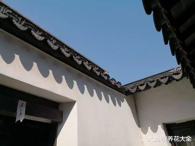 无锡小娄巷154岁牡丹, 一口气开72朵, 老外曾专门给它拍纪录片!