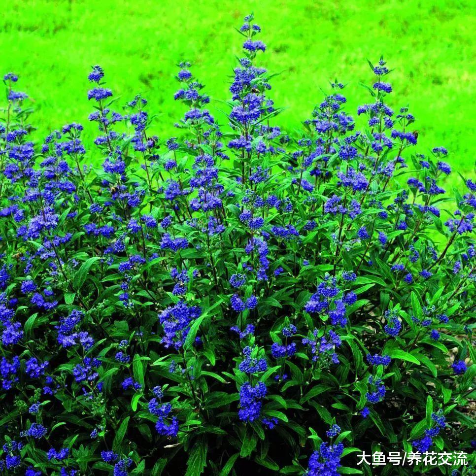 10种可以在碱性土壤上生长的开花植物, 北方的朋友要留意了