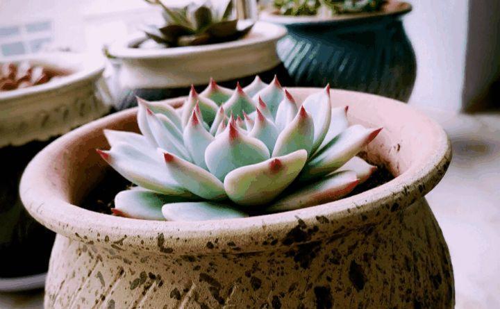 立秋也别大意, 给多肉乱晒太阳, 小心最后只剩盆!