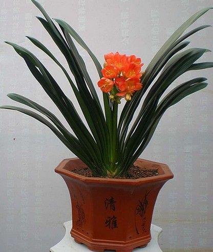 此3种花是“大胃王”, 1年“吃”1盆土, 赶紧要“换盆”过冬