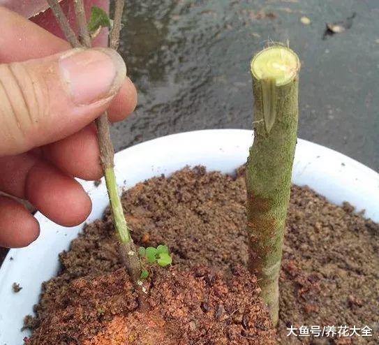 想让茶花长得壮, 那就用嫁接, 简单易操作!