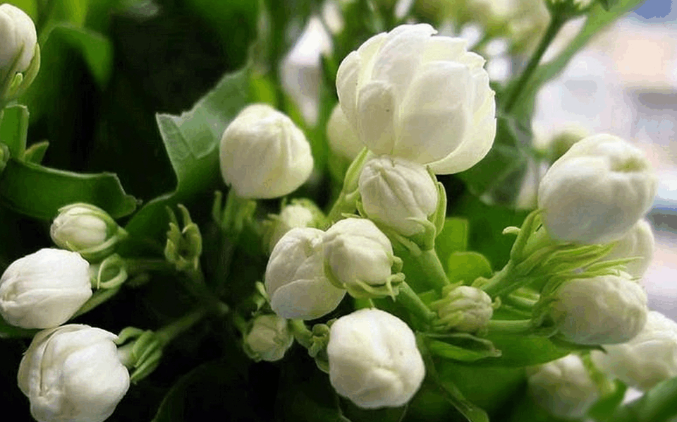 秋老虎来了茉莉花难养, 追加点肥料, 花开的比夏天还旺!