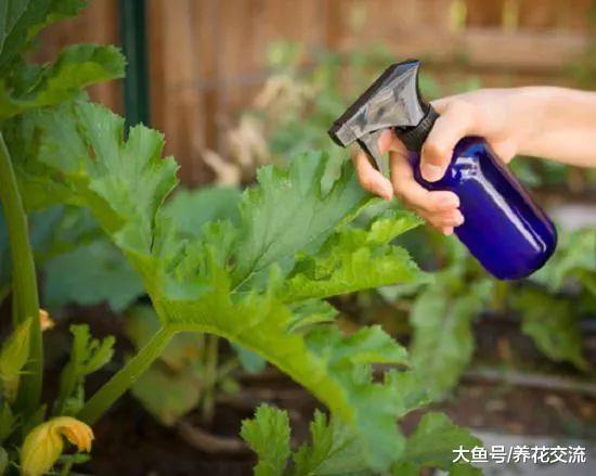 养薄荷植物的精油还有这么多园艺作用, 用来养花特别棒