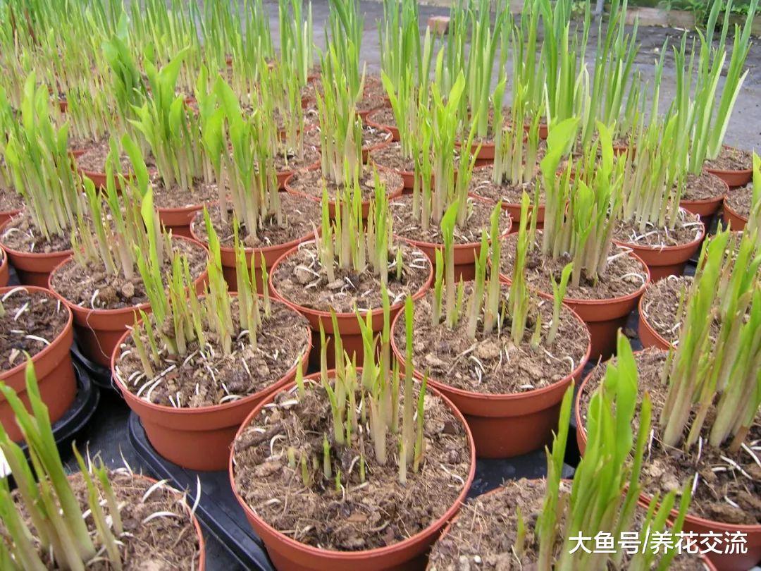 花朵七彩迷人的马蹄莲, 没想到在家里用花盆也能养开花