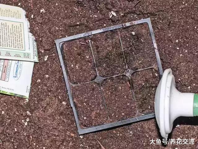 室内播种要注意这些事项, 保证每种植物花卉更好地进行培育