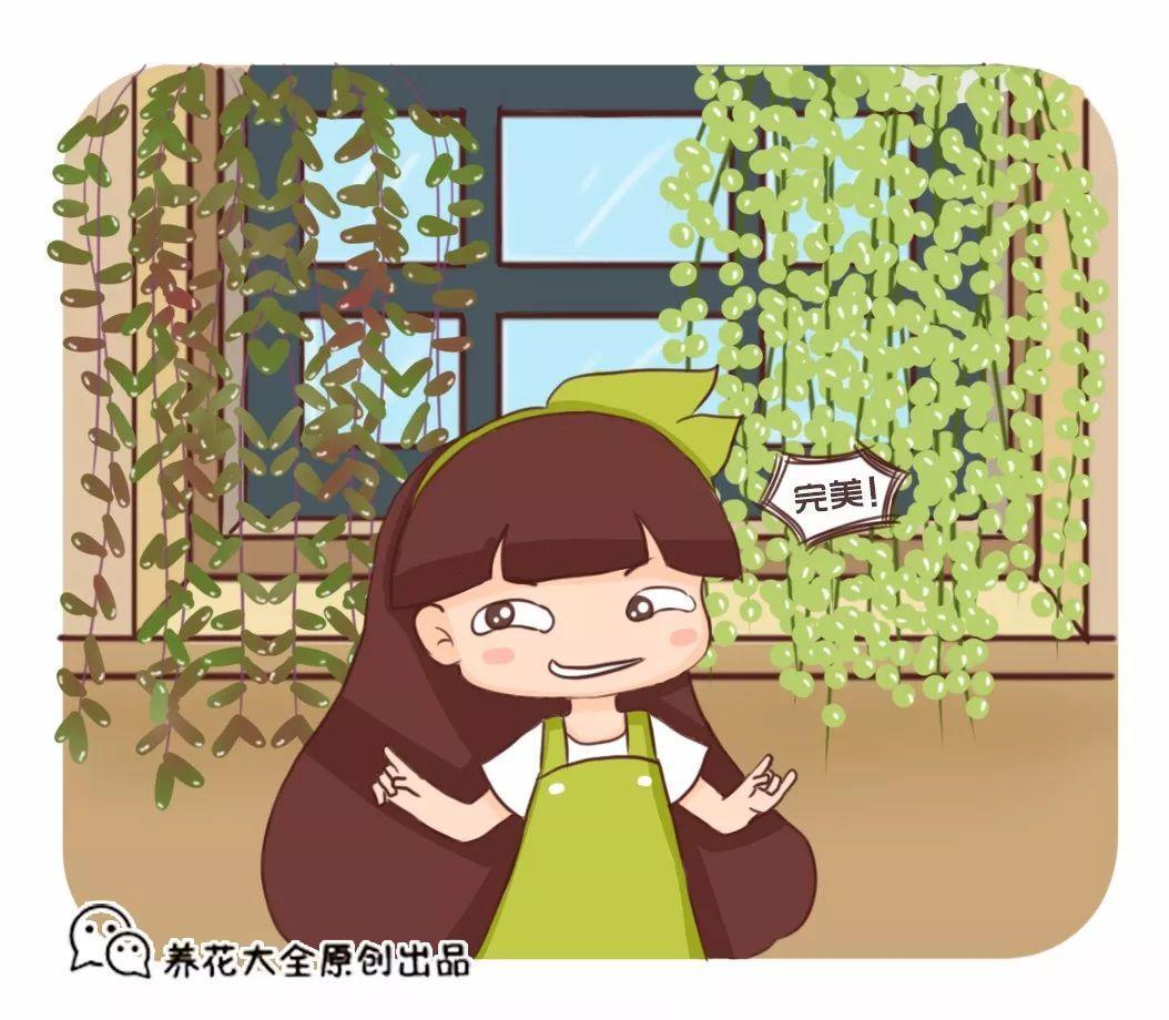 这6款多肉, 一养就成瀑布, 邻居羡慕得眼红!