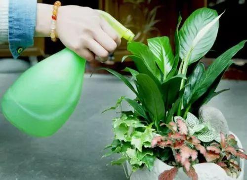 养花就要选花、选盆、还有花草习性, 你确定你都了解了吗?