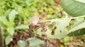 月季花的叶子快要被虫子吃光了, 你会用什么方法处理?