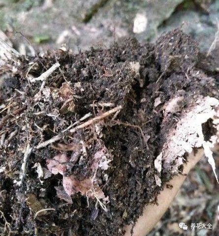 养花就选这种土, 不烂根不黄叶, 夏天也能蹭蹭爆盆!