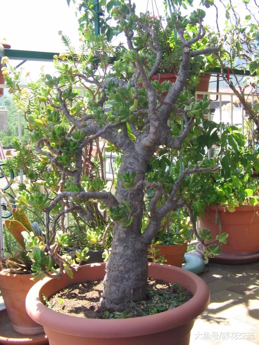 玉树养成盆景的几个技巧, 为啥有人养在室内就容易挂掉呢