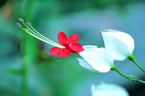 这种叫龙吐珠的植物, 你们见过吗? 听说可以长出一片花架呢!