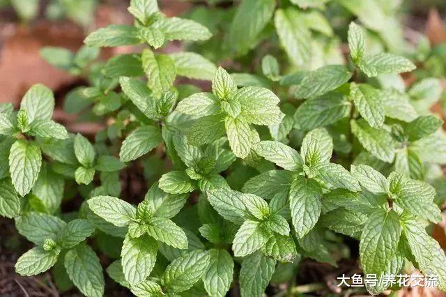 在院子里种上这几种薄荷, 整个院子都是香味, 还能不断采摘