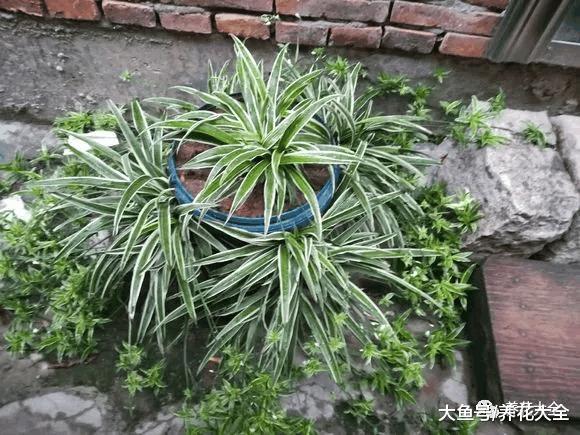 这8种“兰”, 便宜好养活, 花开满枝比兰花都美!