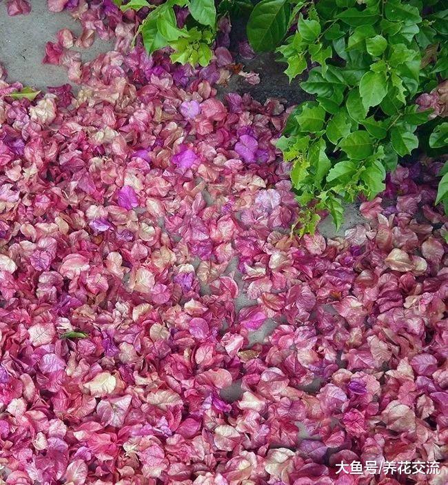 养了几年的三角梅好不容开花, 为啥花苞不断掉落