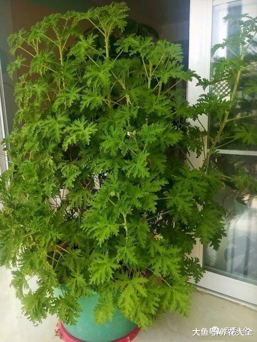 蚊子最怕这8种花, 随便养1盆, 蚊香花露水全省了!