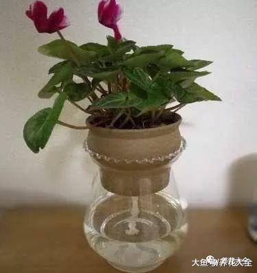 用完的塑料瓶别扔, 这样一改造, 就是自动浇水神器!