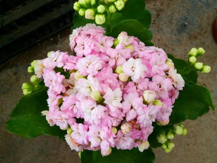 抽油烟机里的废油, 这6种花都爱吃, 倒几勺3年不用施肥了!