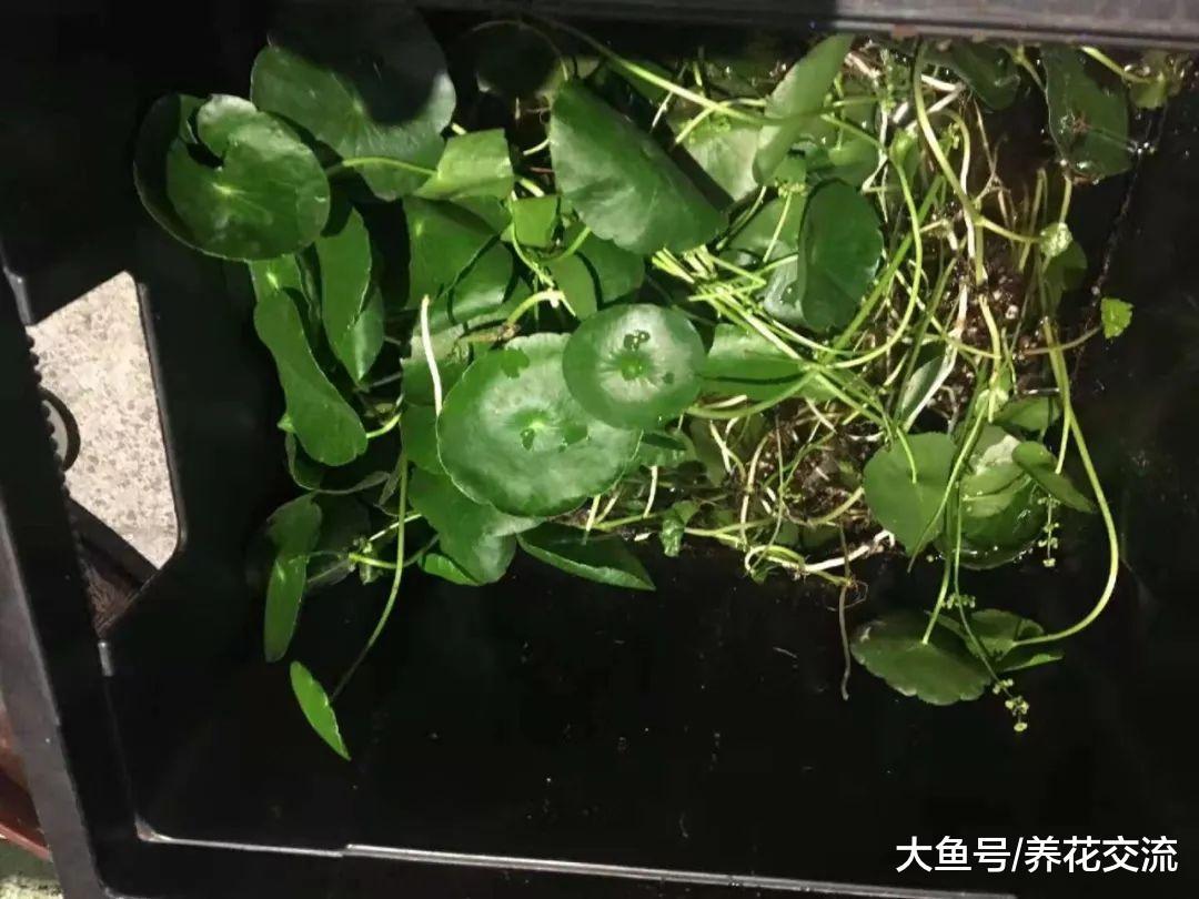 铜钱草种花坛上蔓延一大片, 掐一段泡水里就能生长
