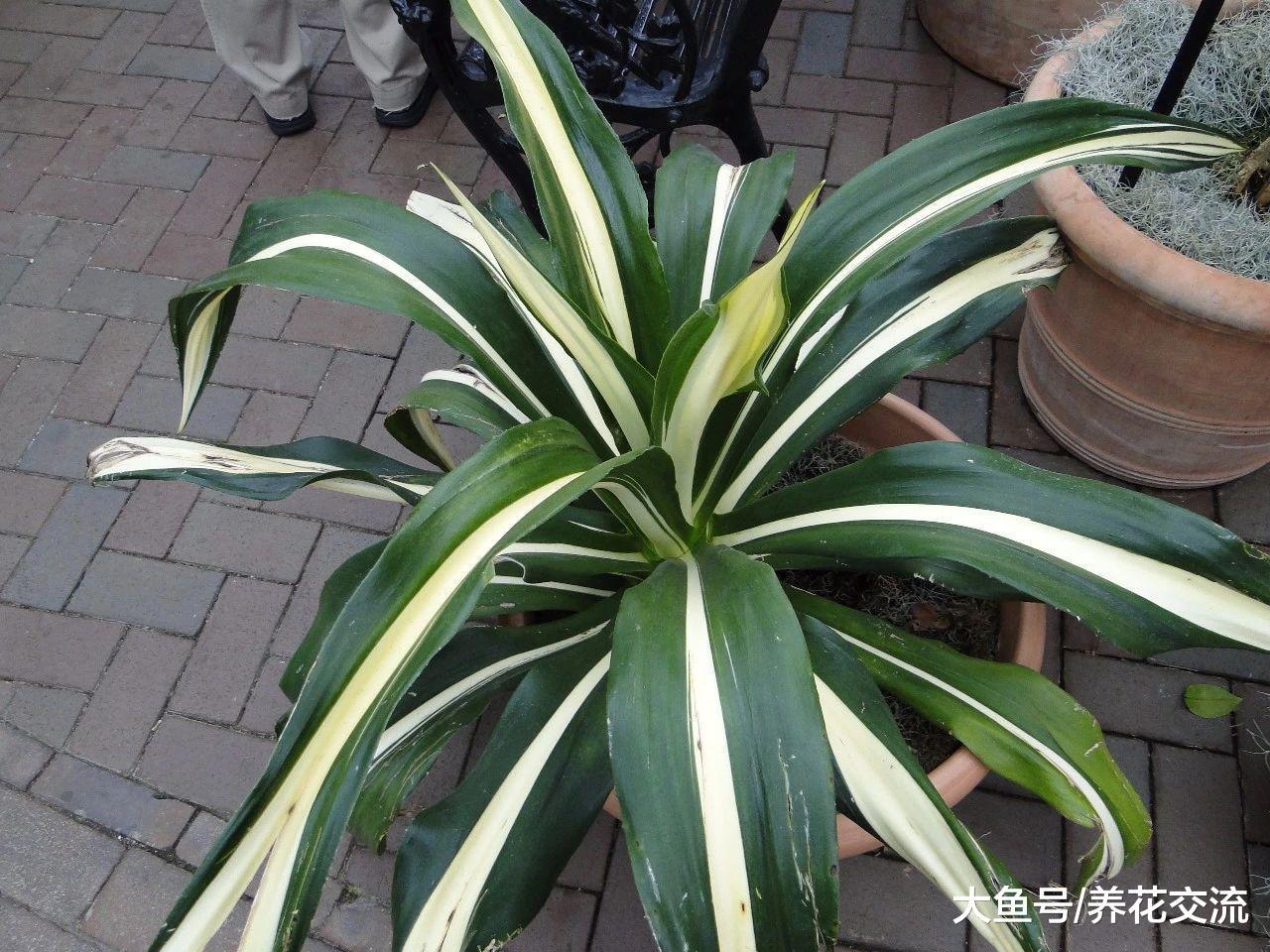 你喜欢的懒人植物都在这里, 这些盆栽几个月不浇水也能存活