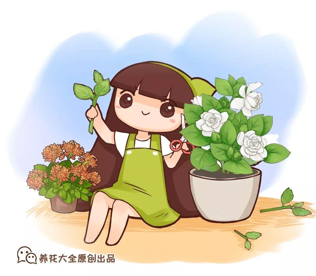 长寿长叶不开花? 动手剪两刀, 花开一茬接一茬!
