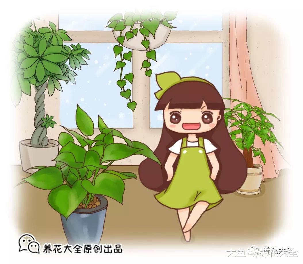 绿萝又黄叶了, 这样一处理, 又是绿油油的一盆!