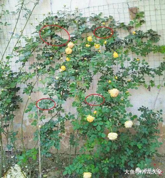 想让月季不招虫? 学会这一招, 越养花越大!