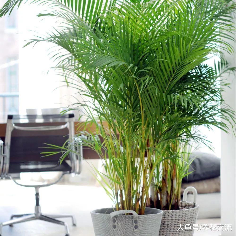 室内摆放的客厅里净化空气的6种植物, 看起来都有热带风情