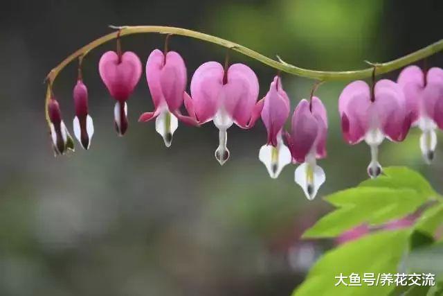 特适合养在户外的几种植物, 在院子的各个角落都有合适的花