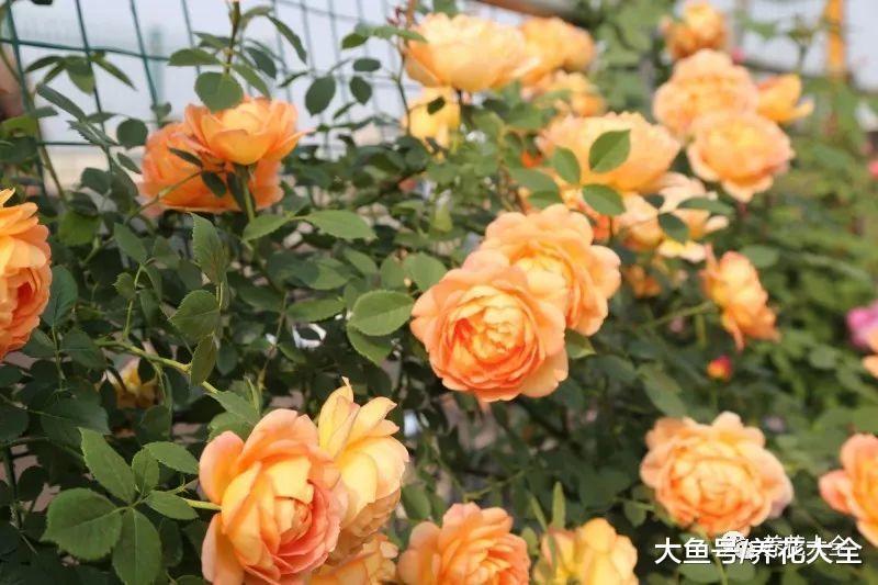 这6种花, 比绿萝栀子还要好看, 夏天不养可惜了!