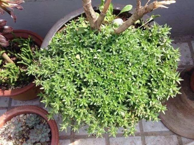 这8种花扔盆里, 40℃高温都能活, 堪称护花小能手!