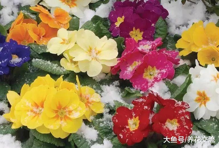 9种在冬春时节开花的草本花卉, 特适合在秋季进行栽培