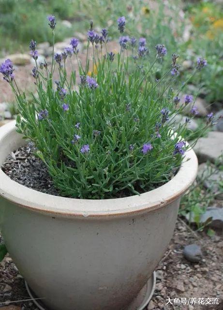 六种特别适合新手照顾的室内植物, 还能去掉家里的奇怪气味