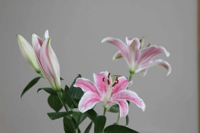 百合花繁殖有妙招, 开完花后的球茎不要扔, 种1盆长1盆!